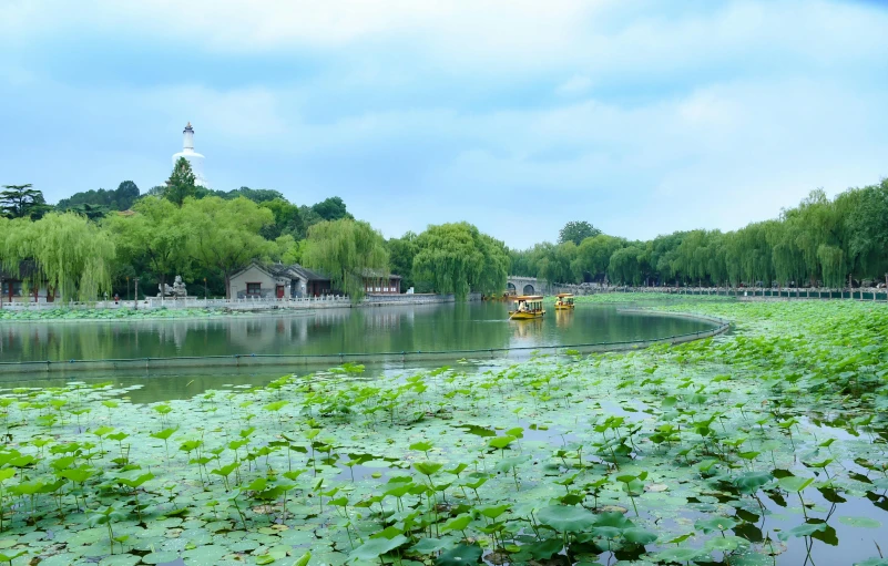 green vegetation covering the water near a boat