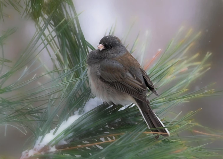 a small bird perched on a pine nch