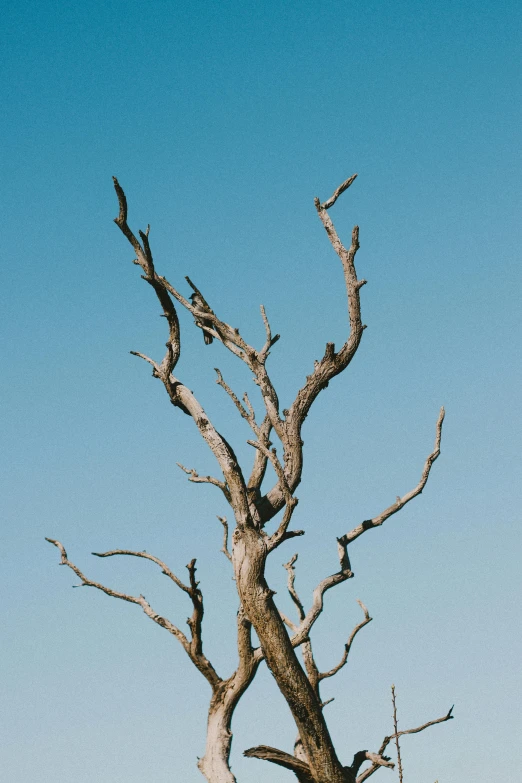 an old tree with no leaves in the foreground