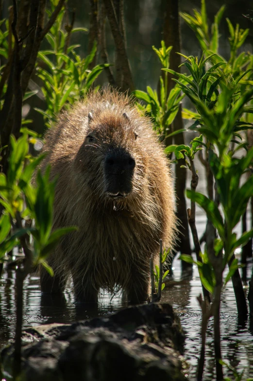 a beaver in the water surrounded by vegetation