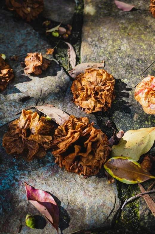 a couple of rocks with some leaf covered on top