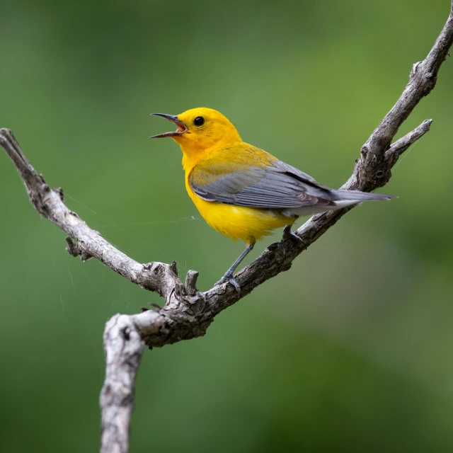 a small bird with a yellow face singing