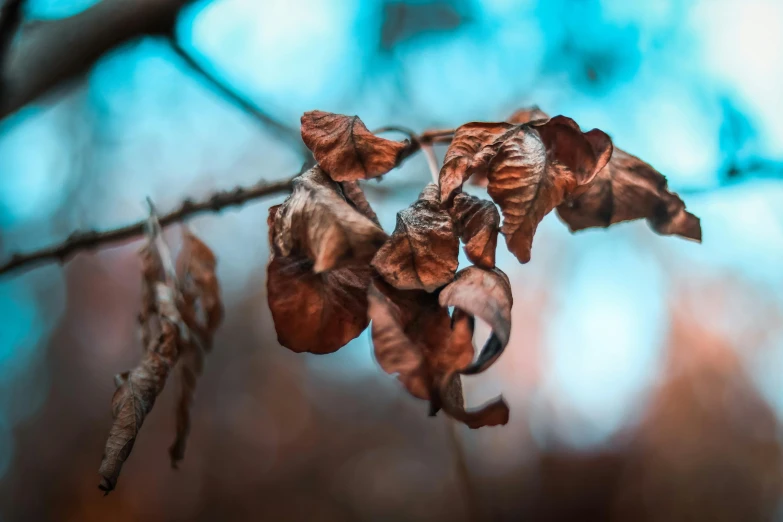 dead leaves hang on the nch in a forest