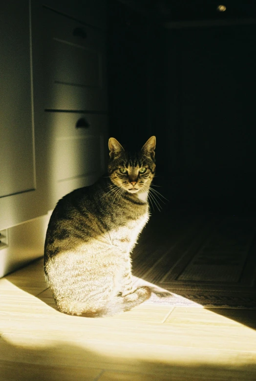 a brown tabby cat standing on the floor in the dark