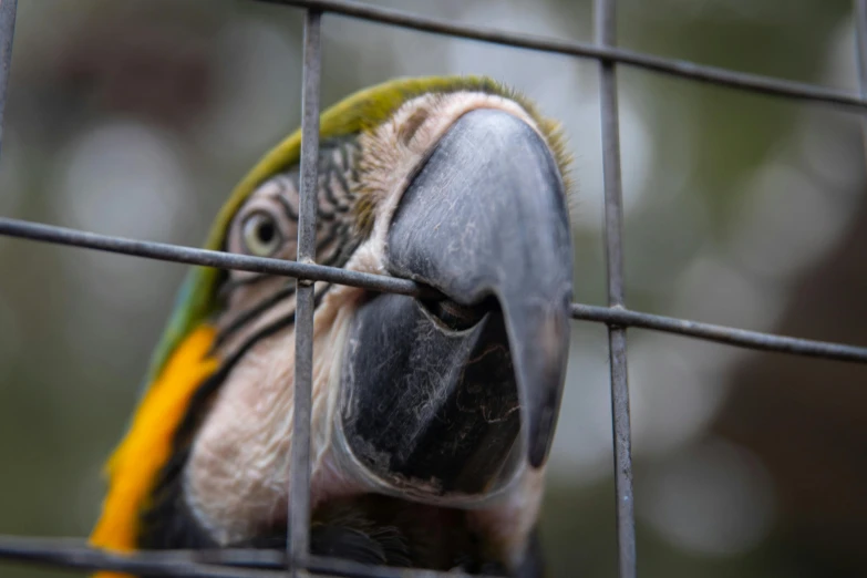 a large parrot is sitting in the cage