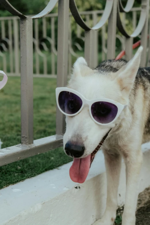 dog wearing sunglasses standing outside next to a fence