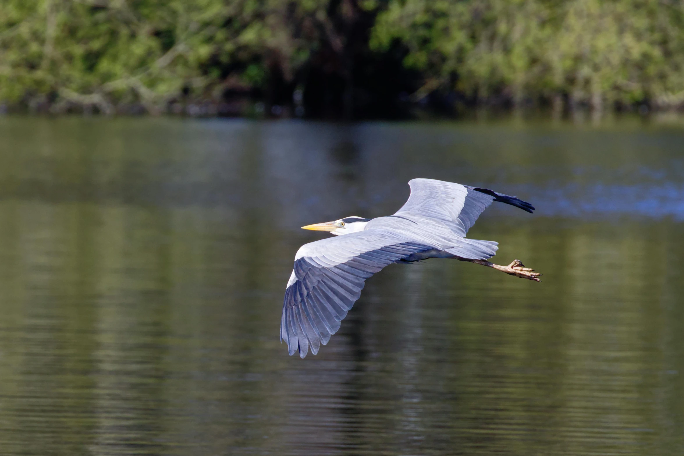 there is a bird flying over the water