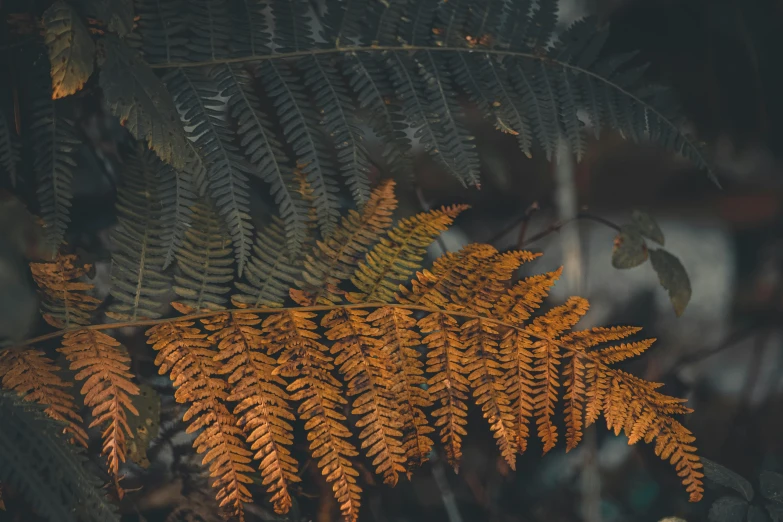 a leafy fern plant with brown and yellow leaves