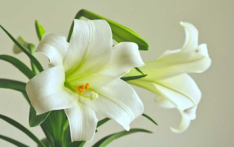 white lilies are arranged in a vase on a table