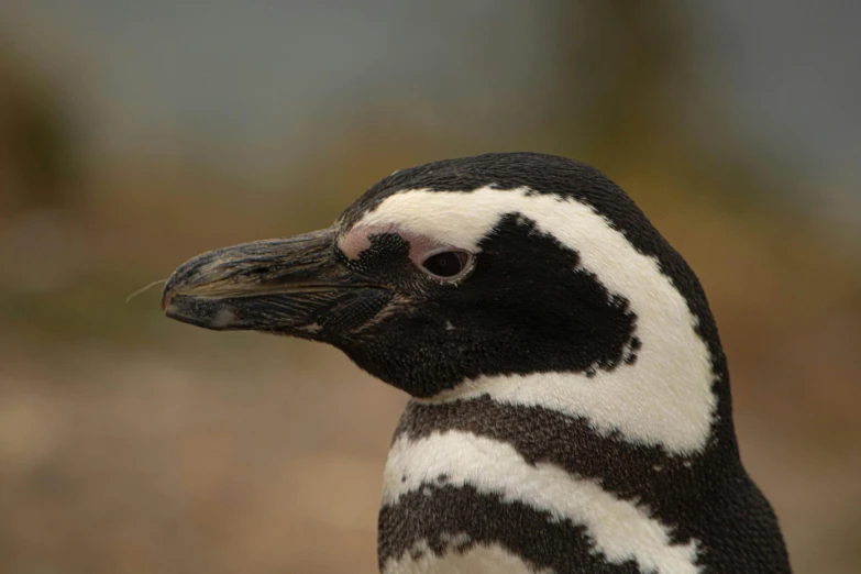 a close up of a penguin looking at the camera