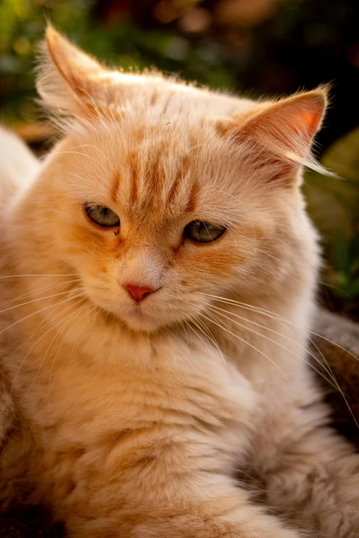 an orange cat laying on top of a bed of leaves