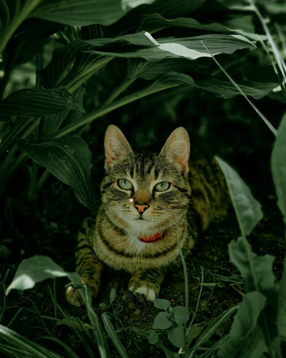 cat with white chest and a red collar staring intently