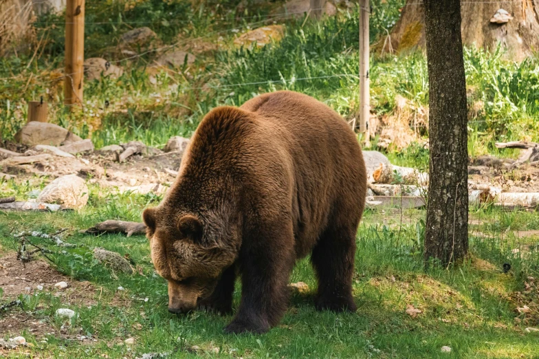 a big brown bear walking in front of a tree