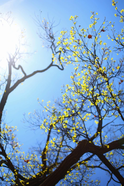 the back part of a tree with yellow leaves