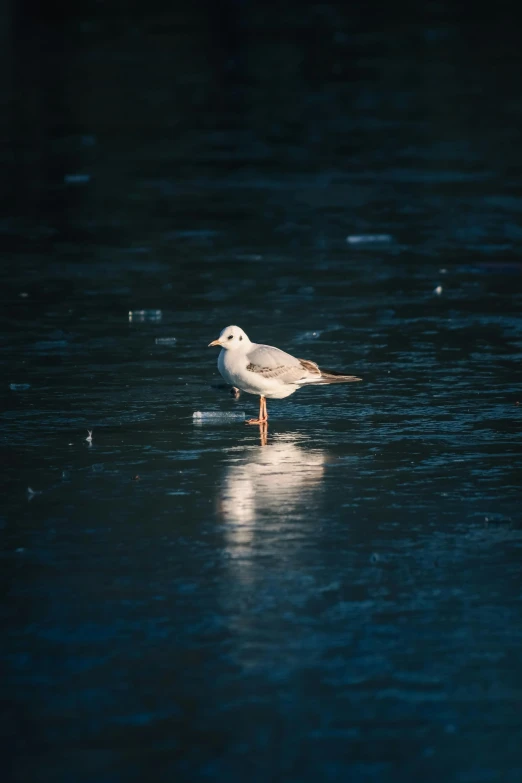 a white bird walking in the water during the day