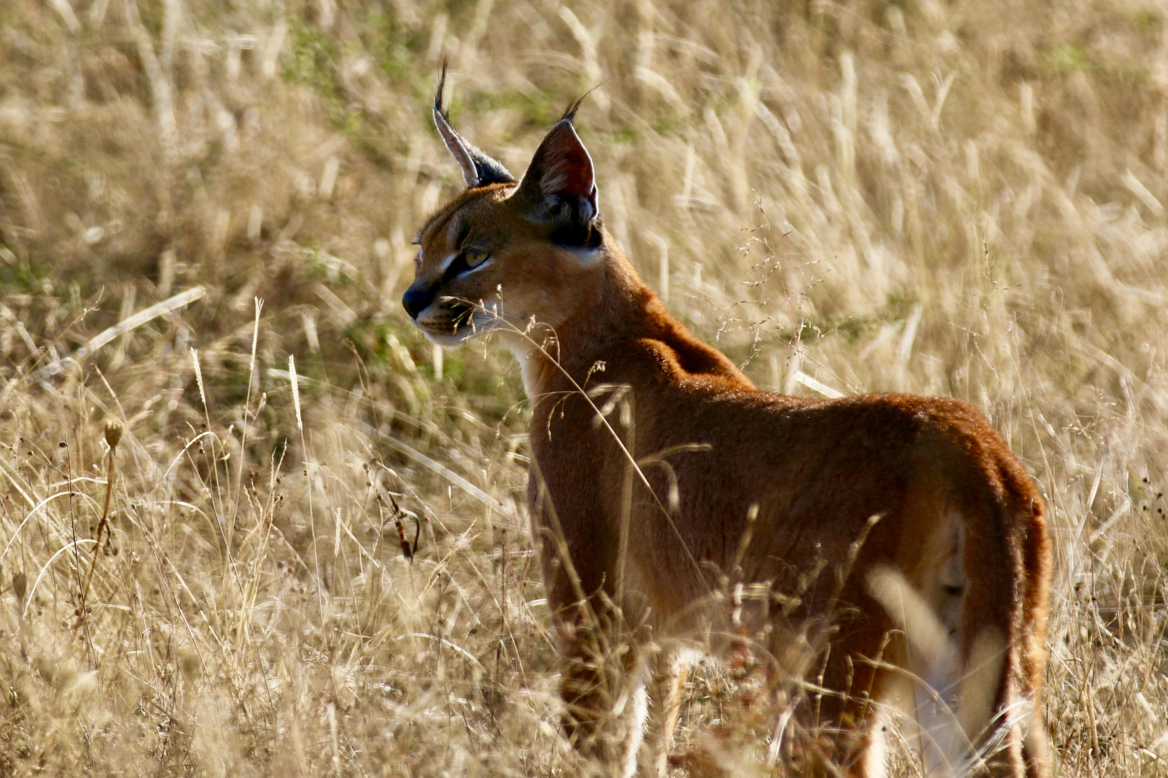 an animal with a large horns standing in tall grass