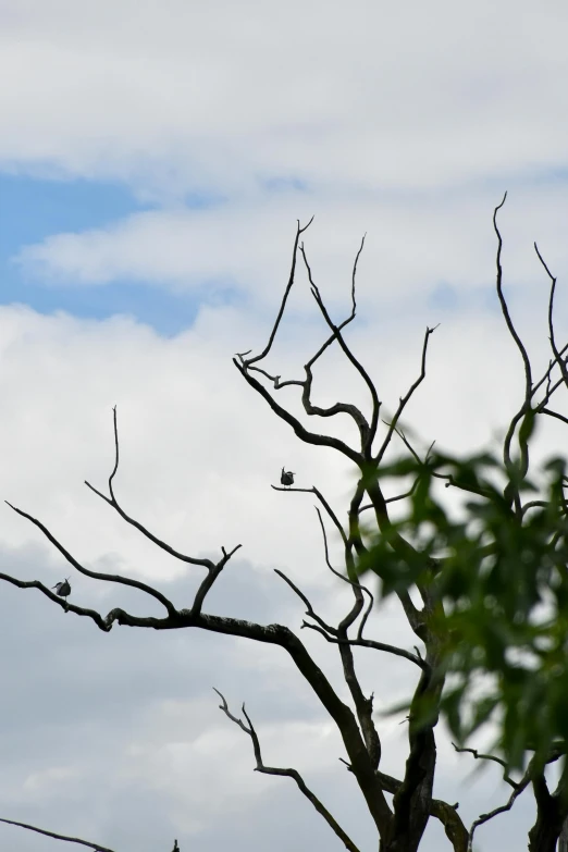 a bare tree nch with a cloudy sky background