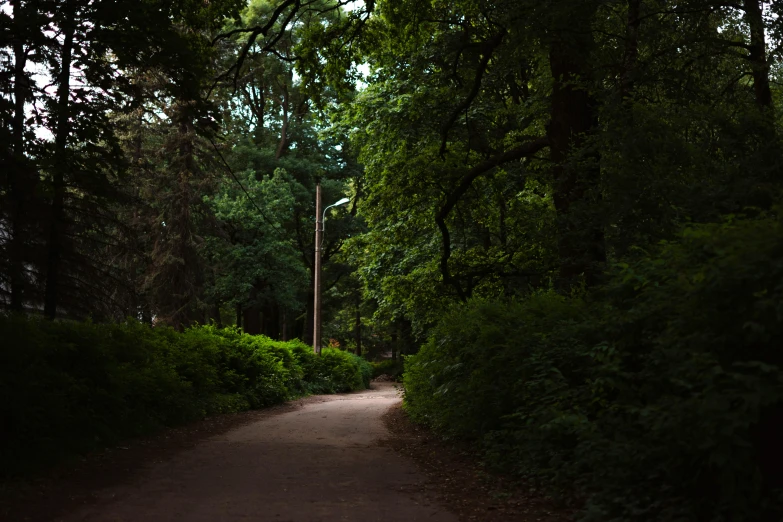 a narrow path that leads to some trees