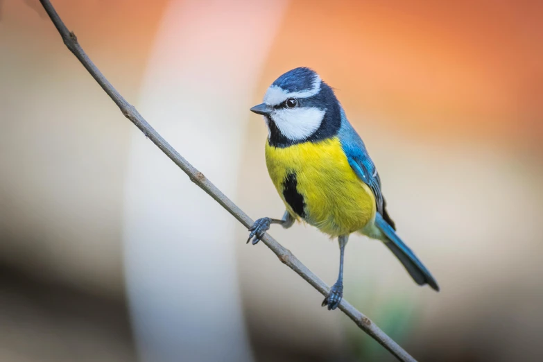 a colorful bird perched on top of a dry nch