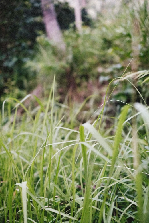 some grass that is in the middle of a field