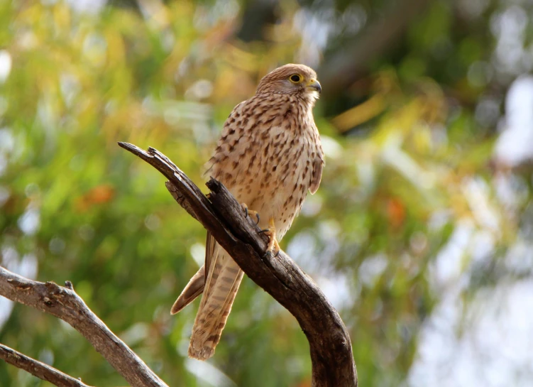 a bird with brown and tan feathers is on a tree limb