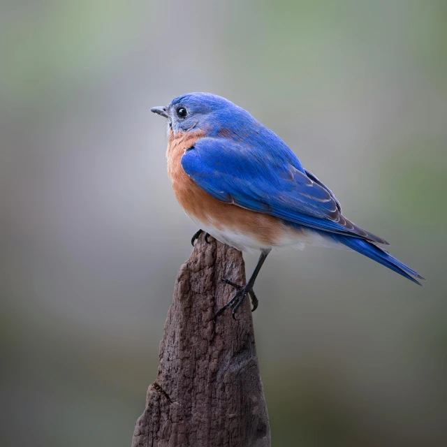 a blue bird sitting on a post with another bird in the background