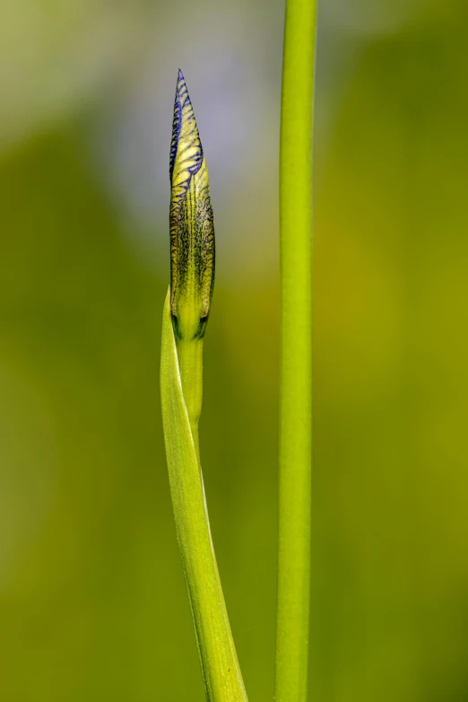 the back side of a flower stem with an insect crawling on it