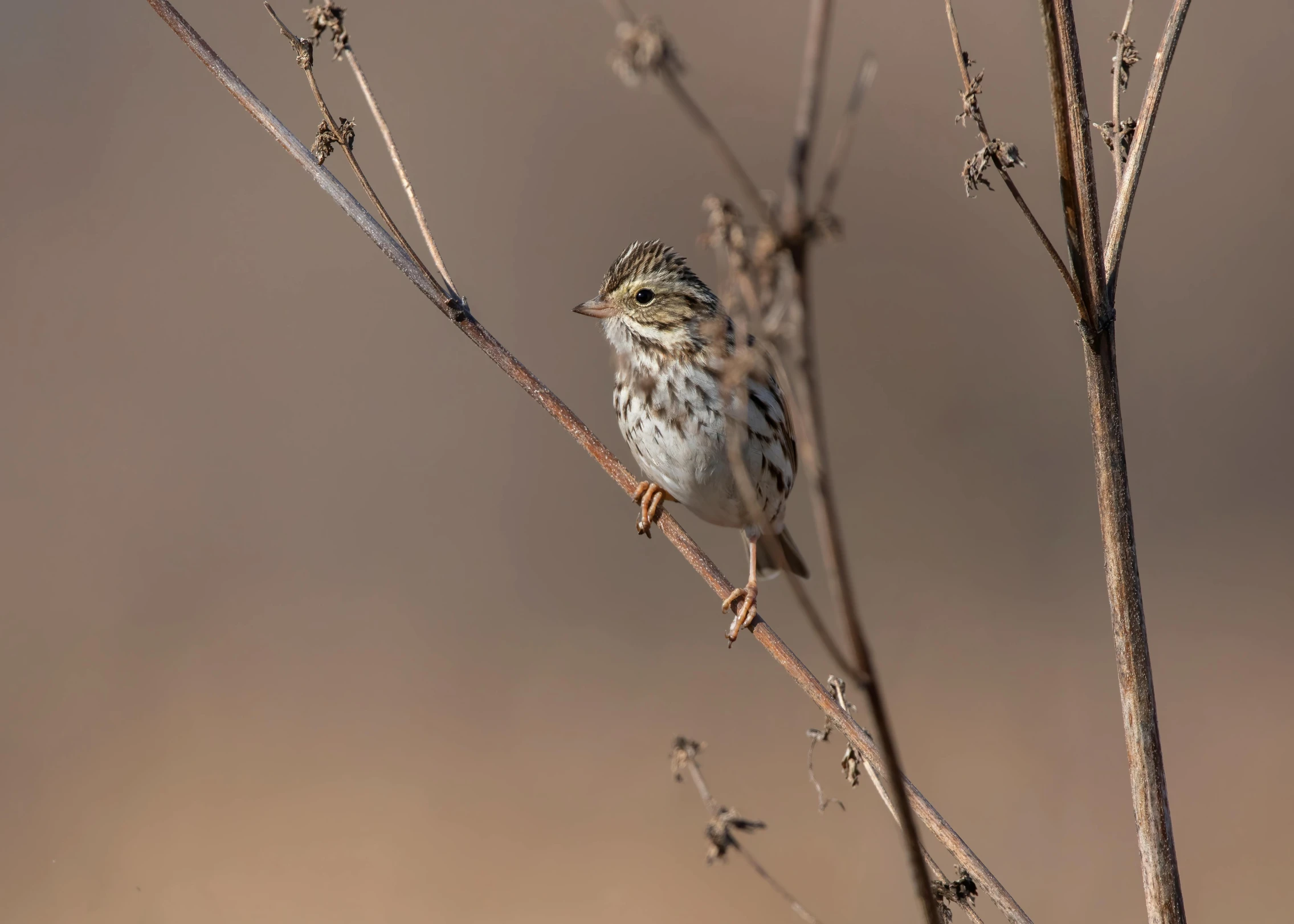 a small bird perched on top of a nch