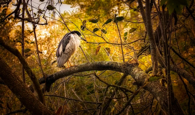 a small bird perched on top of a tree nch