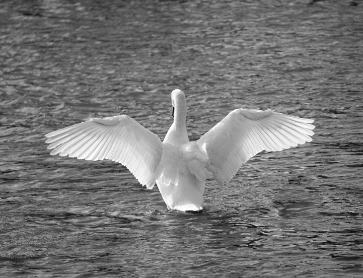 there is a white swan with its wings out in the water