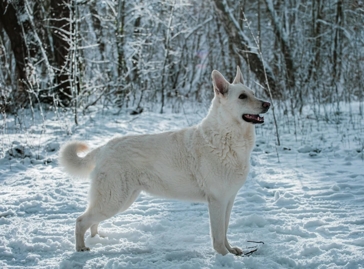 a white dog standing in the snow with it's mouth open