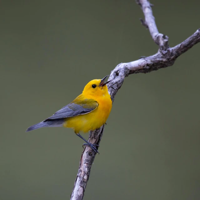 a yellow bird is perched on a small twig