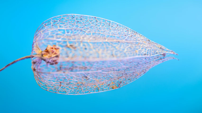 the underside of an upside down jelly