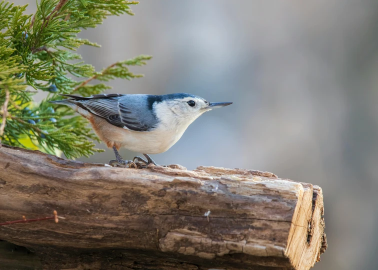 a blue and white bird perched on top of a wooden nch