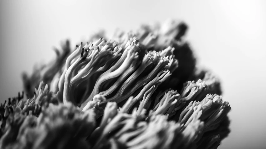 a black and white image of some flower buds