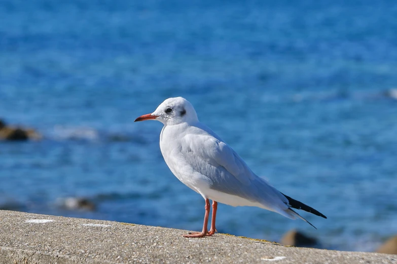 a bird that is standing on the edge of some rocks