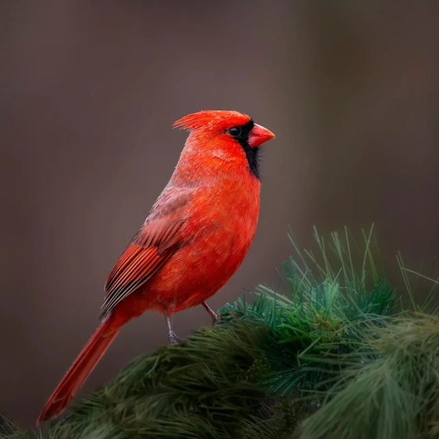 a cardinal perched on a green evergreen nch