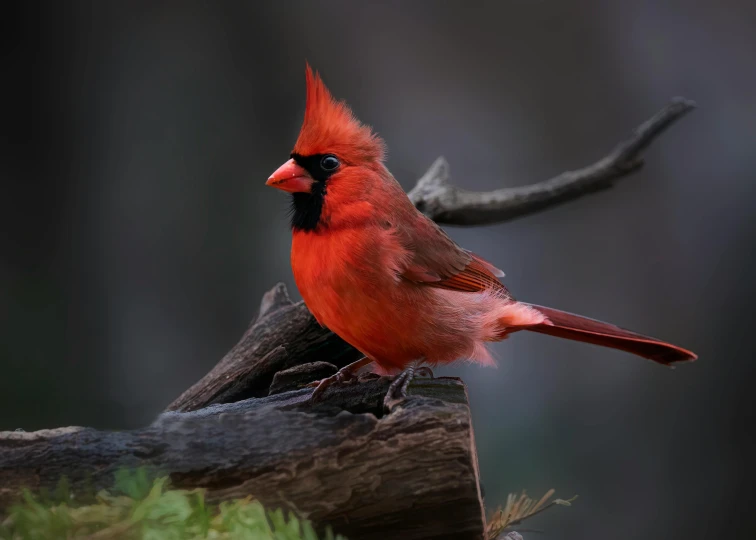 a red and black bird on a nch