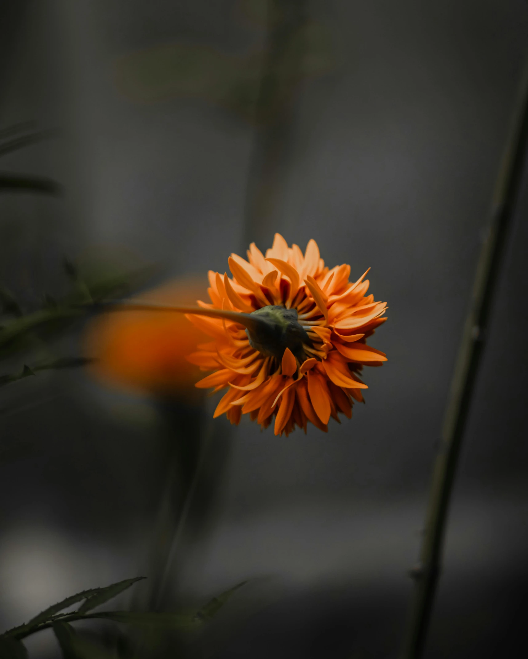 a bright orange flower in the midst of green leaves