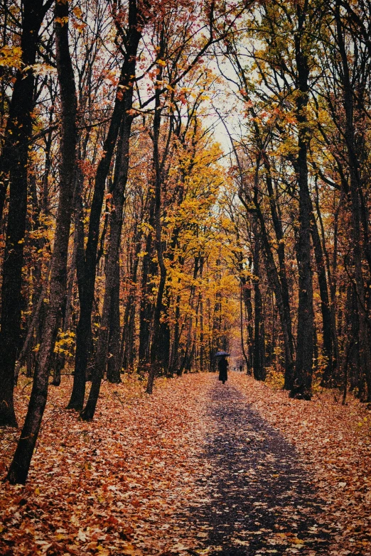 an old pograph of the path in a forest in fall