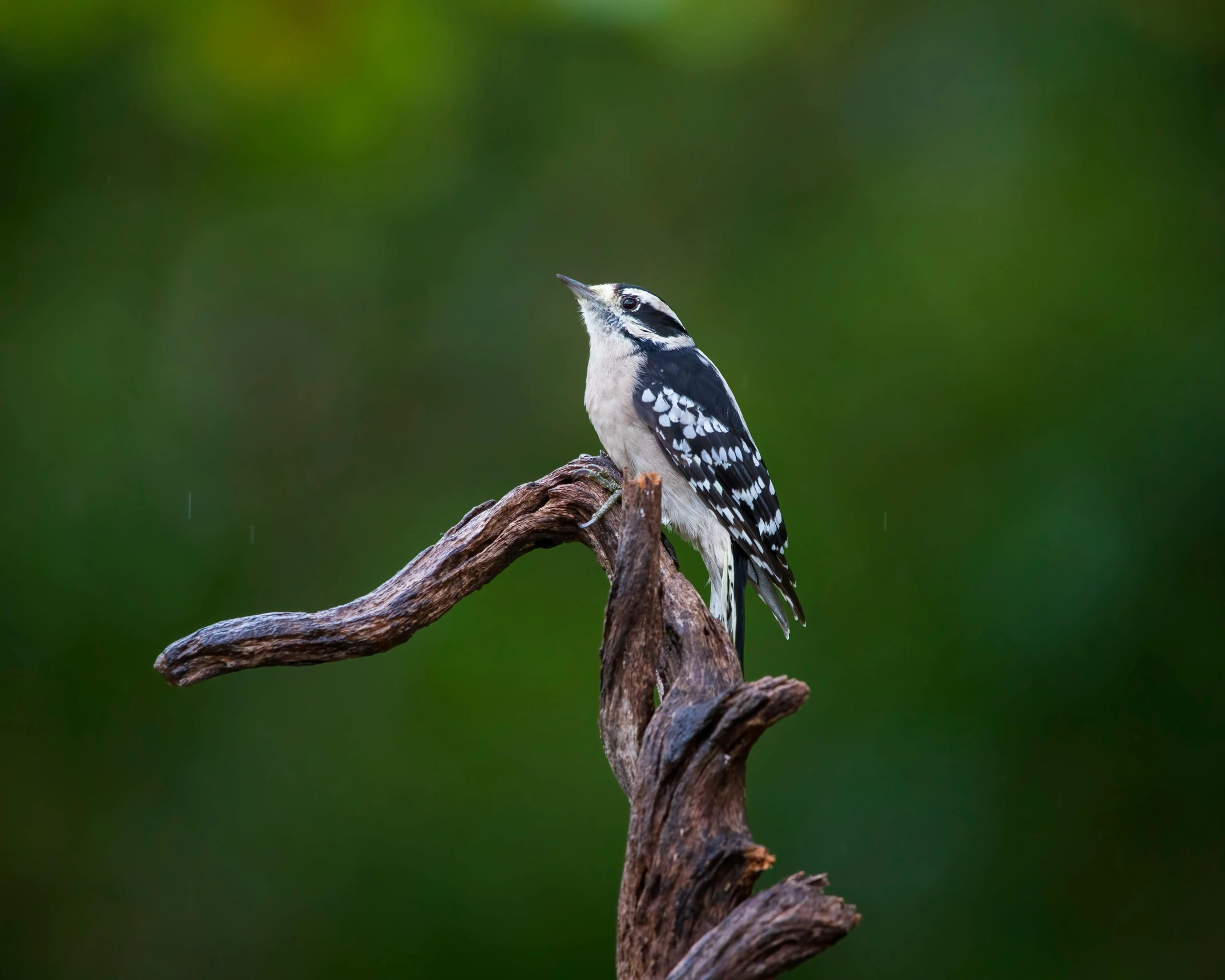 a bird is perched on a nch while it rains