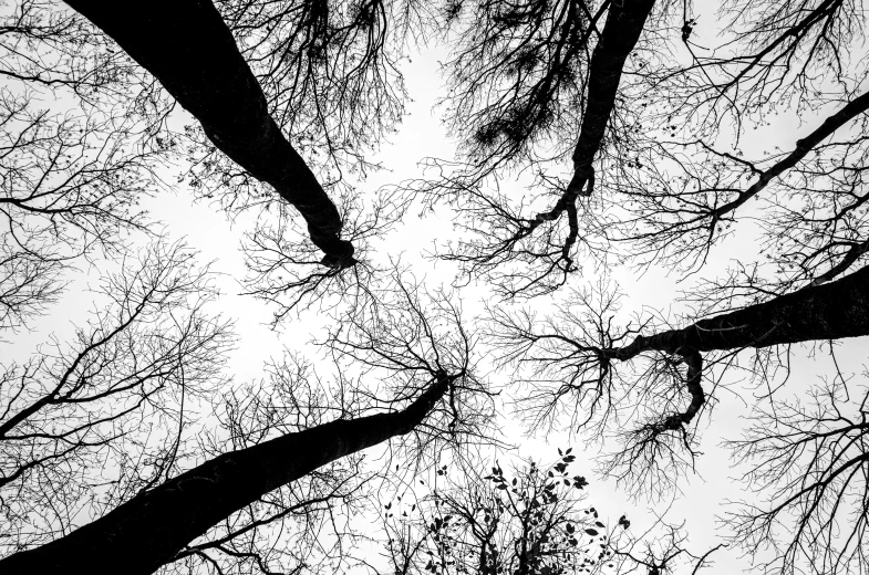 looking up at the top of tall bare trees