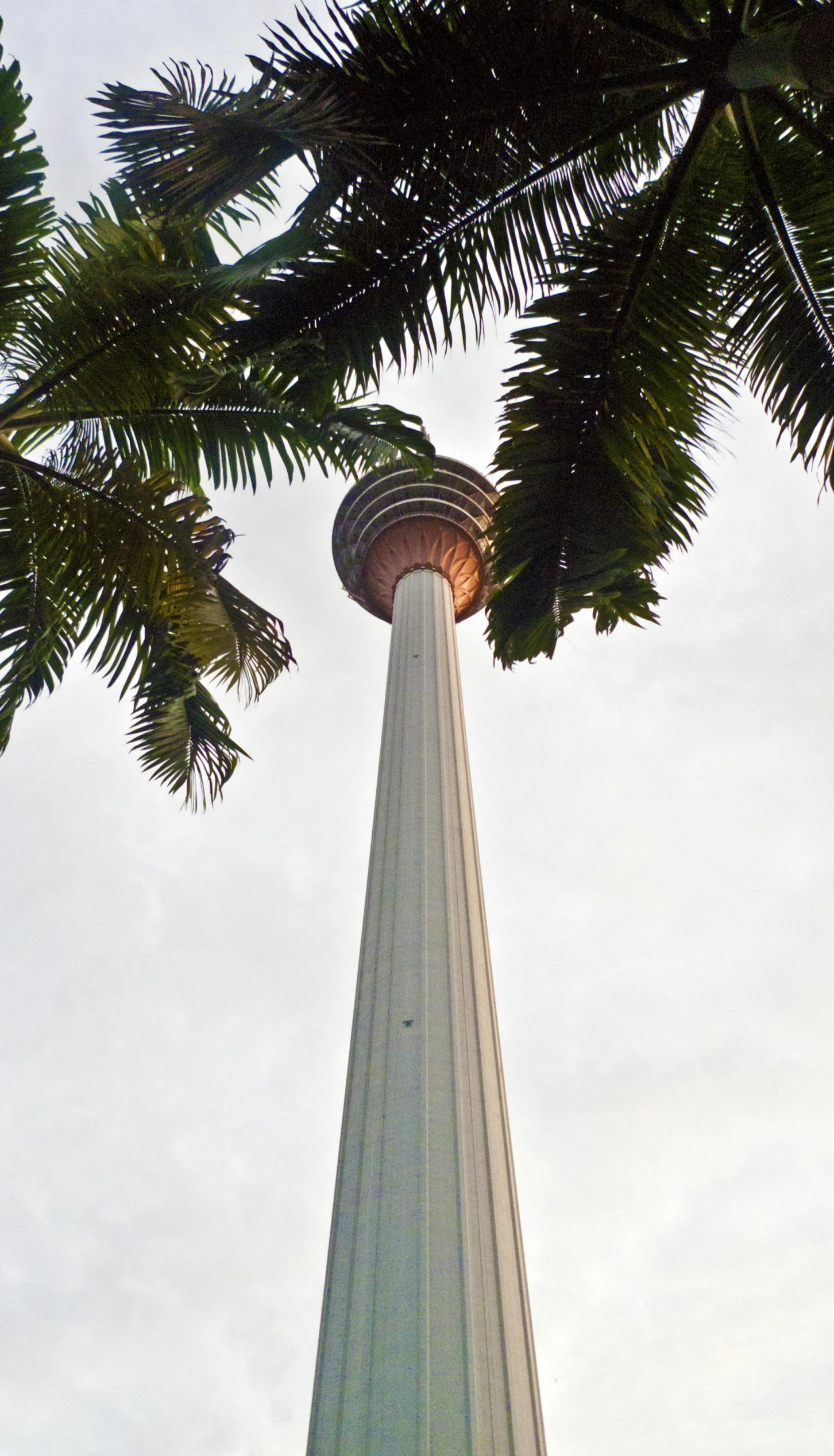 the tree is behind a tall tower