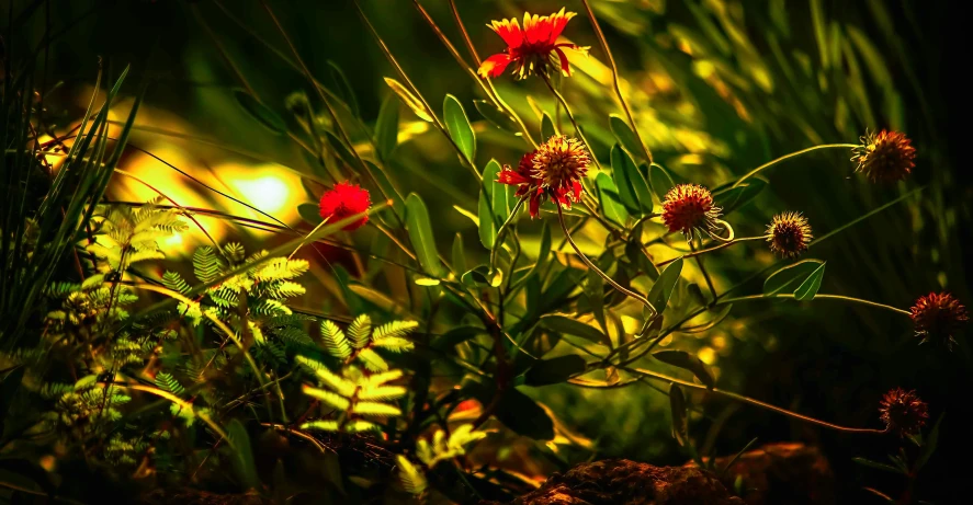 a bunch of red flowers on green grass