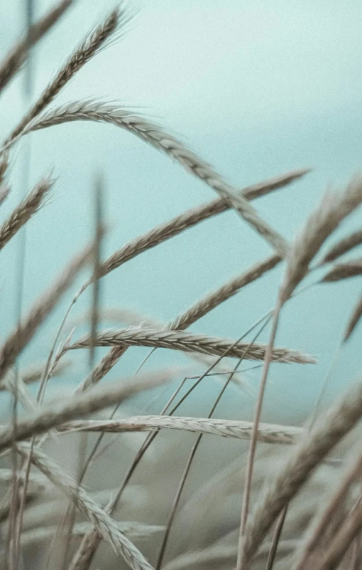 some grass blowing in the wind with blue sky in background