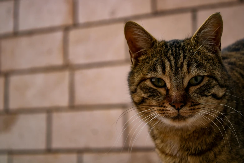 the tabby cat looks at the camera while standing near a brick wall