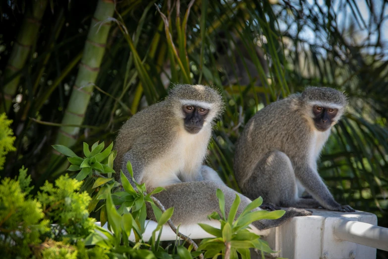 the two monkeys are sitting on the back of a chair