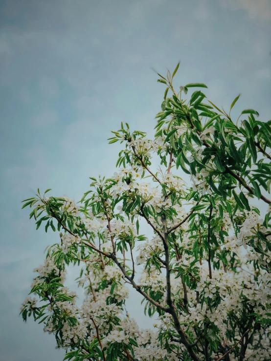 a large tree with white flowers growing in it