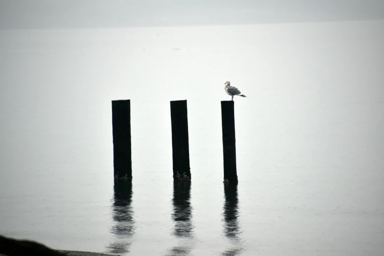 there is a seagull that is standing on two poles in the water