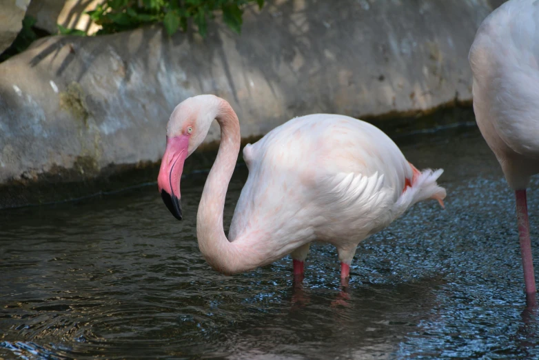 a couple of flamingos playing in some water